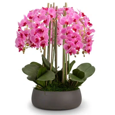 Cocobella Brianna Realtouch Orchid Arrangement In Pink