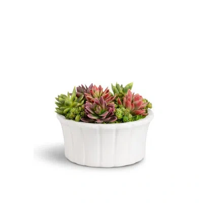 Cocobella Callan Succulent Arrangement In Red