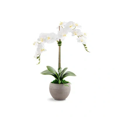 Cocobella Cassis Realtouch Orchid Arrangement In Gray