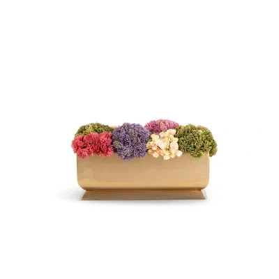Cocobella Chantilly Sedum Gold Trough In Pink