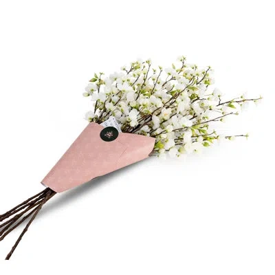 Cocobella Cielo Cherry Blossom Arrangement In White
