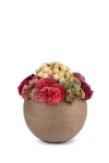 Cocobella Elias Sedum Arrangement In Pink