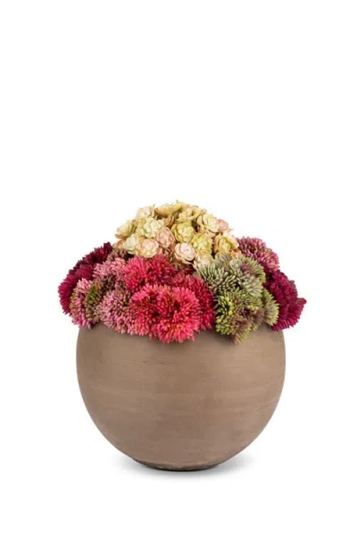 Cocobella Elias Sedum Arrangement