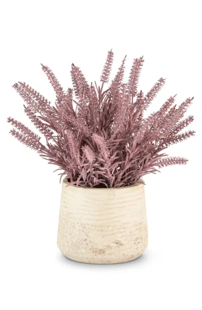 Cocobella Esme Purple Wheatgrass