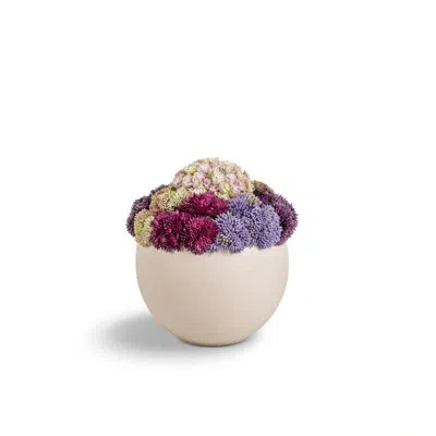 Cocobella Evren Sedum Arrangement In Neutral