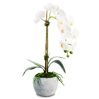 Cocobella Functional Beauty Ceramic Realtouch Orchid In White