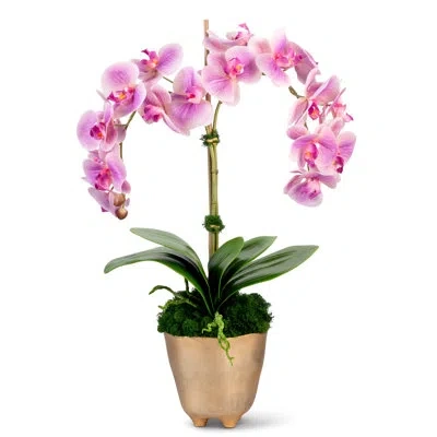 Cocobella Functional Beauty Orchid Arrangement In Gold Planter In Pink