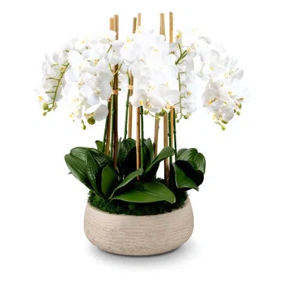 Cocobella Functional Beauty Realtouch Orchid Arrangement In White