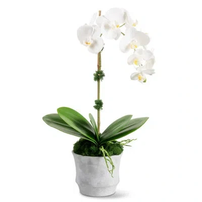 Cocobella Functional Beauty Realtouch Orchid Arrangement In White