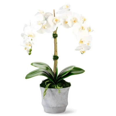 Cocobella Functional Beauty Realtouch Orchid In Cement Vase In White