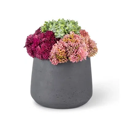Cocobella Functional Beauty Sedum Arrangement In Pink