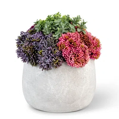 Cocobella Functional Beauty Sedum Arrangement In Pink;purple