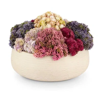 Cocobella Functional Beauty Sedum Arrangement In Purple