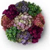 Cocobella Georgina Sedum Arrangement In Ash