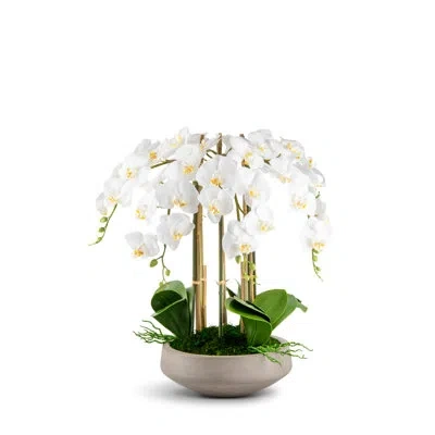 Cocobella Henrietta Realtouch Orchid Arrangement In White