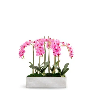 Cocobella Isolde Realtouch Orchid Arrangement In Purple