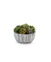 Cocobella Madison Pleated Ceramic Succulent Arrangement In Grey