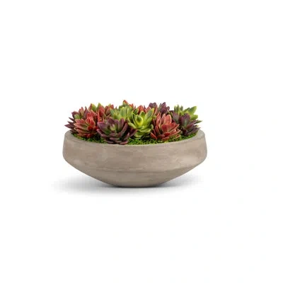 Cocobella Mallorca Succulent Cement Arrangement In Red