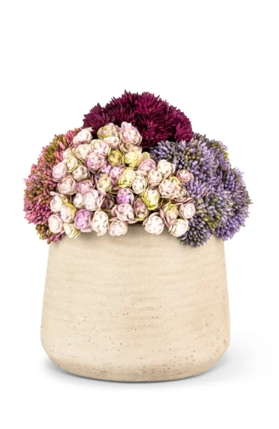 Cocobella Neriah Mini Sedum Arrangement In Gray