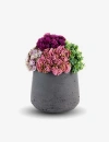 Cocobella Neriah Mini Sedum Arrangement In Pink
