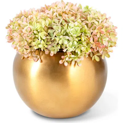 Cocobella Ozias Gold Snowball Hydrangea