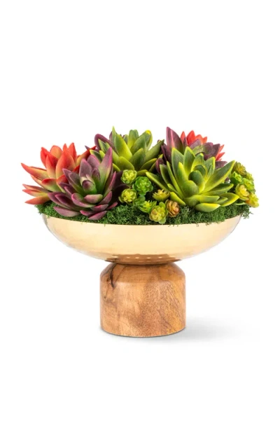 Cocobella Petra Succulent Wooden Pedestal Arrangement