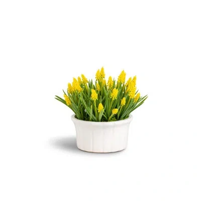 Cocobella Remy Hyacinth Arrangement In Citrine
