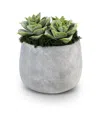 Cocobella Sandy Ceramic Succulent Arrangement In Grey