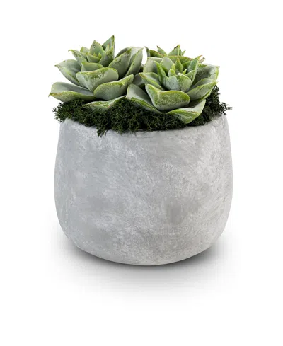 COCOBELLA SANDY CERAMIC SUCCULENT ARRANGEMENT