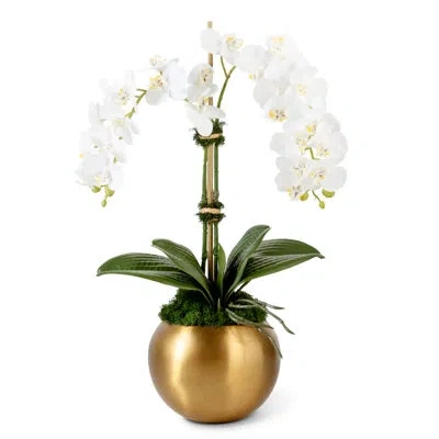 Cocobella Timeless Living Gold Realtouch Orchid In White
