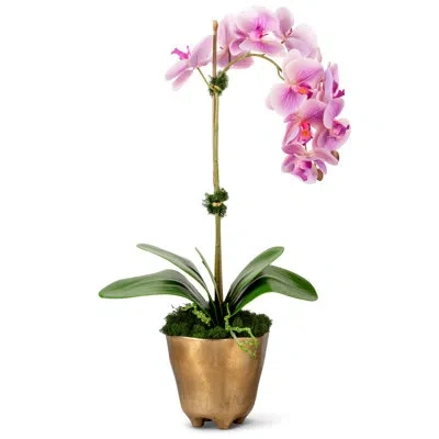 Cocobella Timeless Living Realtouch Orchid Arrangement In Purple