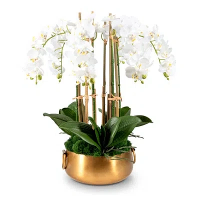 Cocobella Timeless Living Realtouch Orchid In White