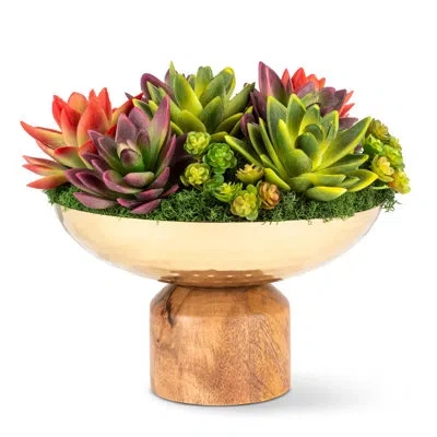 Cocobella Timeless Living Succulent Wooden Pedestal Arrangement In Multi