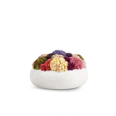 Cocobella Verona Sedum Arrangement In Pink