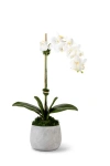 Cocobella Wesley Realtouch Cement Orchid In White