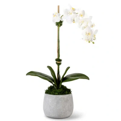Cocobella Wesley Realtouch Orchid In Cement Planter In White