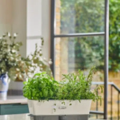 Cole & Mason Burwell Self-watering Potted Herb Keeper Triple In White