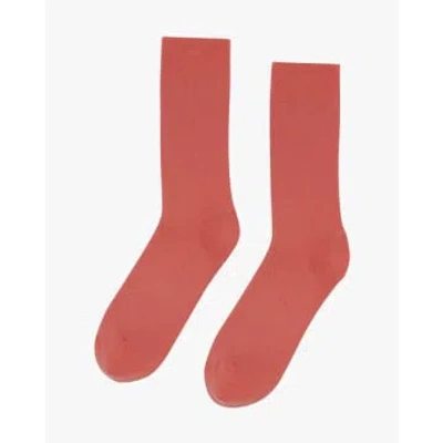 Colorful Standard Classic Organic Socks Bright Coral In Pink