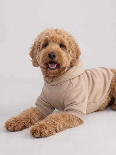 Comfrt Minimalist Paw Hoodie In Brown