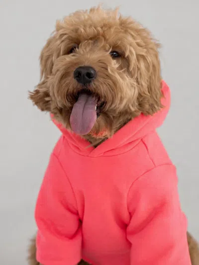 Comfrt Neon Tranquil Paw Hoodie In Pink