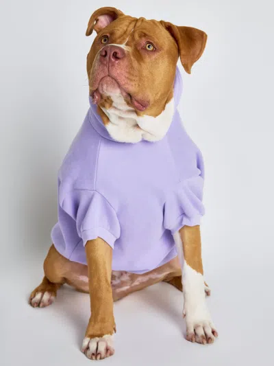 Comfrt Pastel Paw Hoodie In Blue