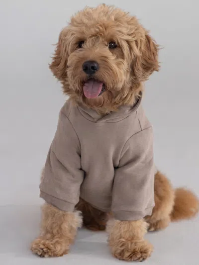 Comfrt Tranquil Paw Hoodie In Brown