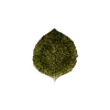 Costa Nova Riviera Forêts Hydrangea Leaf Appetizer Plate In Forets