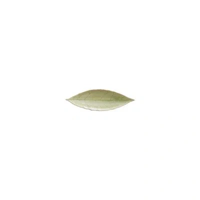 Costa Nova Riviera Laurel Leaf, Vert Frais