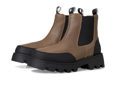 Cougar Shani In Brown