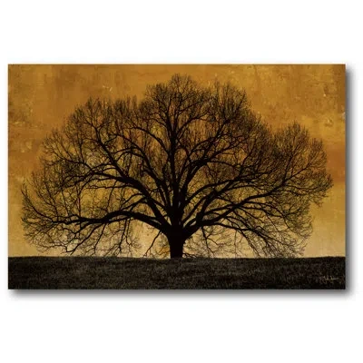 Courtside Market 'oak Tree' Photographic Print On Wrapped Canvas In Black;brown;gold