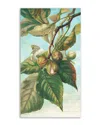 Courtside Market Tree Branch With Fruit I Canvas Wall Art