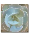 Courtside Market Wall Decor Succulent Ii Canvas Wall Art