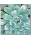 Courtside Market Wall Decor Succulent Memory I Canvas Wall Art