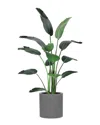 CREATIVE DISPLAYS CREATIVE DISPLAYS 6FT BIRD OF PARADISE TREE WITH FIBERSTONE PLANTER